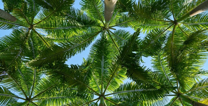 Choose the right palms for your landscape with GreenEdge. Our experts in Sarasota, Osprey, and Bradenton offer guidance on selecting palms that thrive in your specific environment. From tall and stately to compact and decorative, we'll help you find the perfect palm species to enhance your landscape's beauty and create a tropical oasis. Trust GreenEdge for expert palm selection and landscaping services.