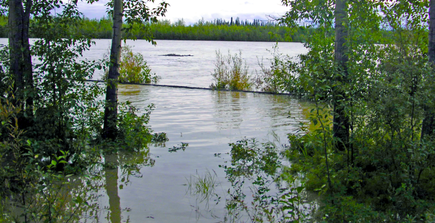 Resilient palms thriving amidst floodwaters in Sarasota, Osprey, and Bradenton. GreenEdge's expertise ensures the survival and vitality of palms, even in challenging conditions. Trust us to safeguard your landscape and maintain the beauty of your palm trees.