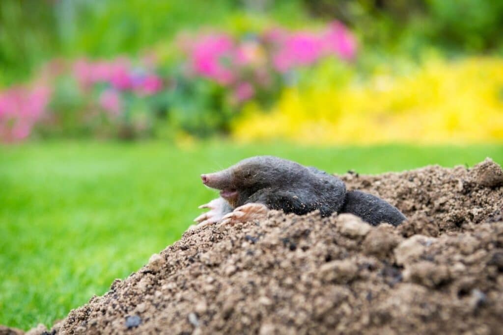 GreenEdge provides effective mole control services in Sarasota, Osprey, and Bradenton. Our expert team employs proven strategies to identify, monitor, and eliminate moles, ensuring the health and beauty of your outdoor spaces. Say goodbye to mole damage with GreenEdge's professional mole control solutions.