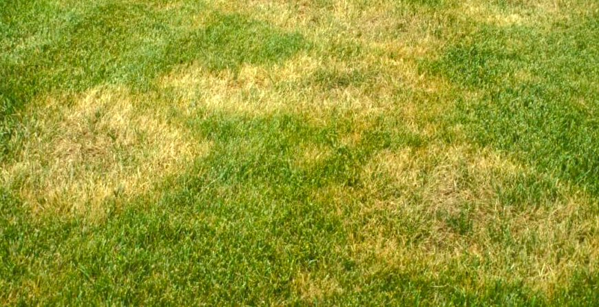 GreenEdge effectively addresses Large Patch (Brown Patch) or Rhizoctonia blight, a common turfgrass disease in Sarasota, Osprey, and Bradenton. Our expert team utilizes proven strategies to identify, treat, and prevent the spread of these damaging diseases, ensuring the health and vitality of your lawn. Trust GreenEdge for reliable control and management of Large Patch and Rhizoctonia blight in your turfgrass.