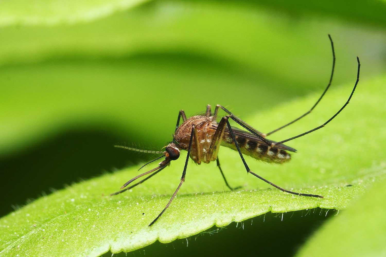 Florida's initiative to test bacteria-infected mosquitoes as a method of mosquito control. This innovative approach involves the release of mosquitoes infected with the Wolbachia bacterium, which helps to reduce the population of disease-carrying mosquitoes. The project aims to protect communities in Florida, including Sarasota, Osprey, and Bradenton, by reducing the risk of mosquito-borne illnesses and promoting public health and safety.