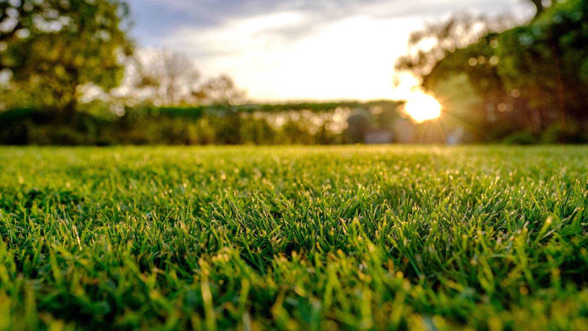 zoysia grass