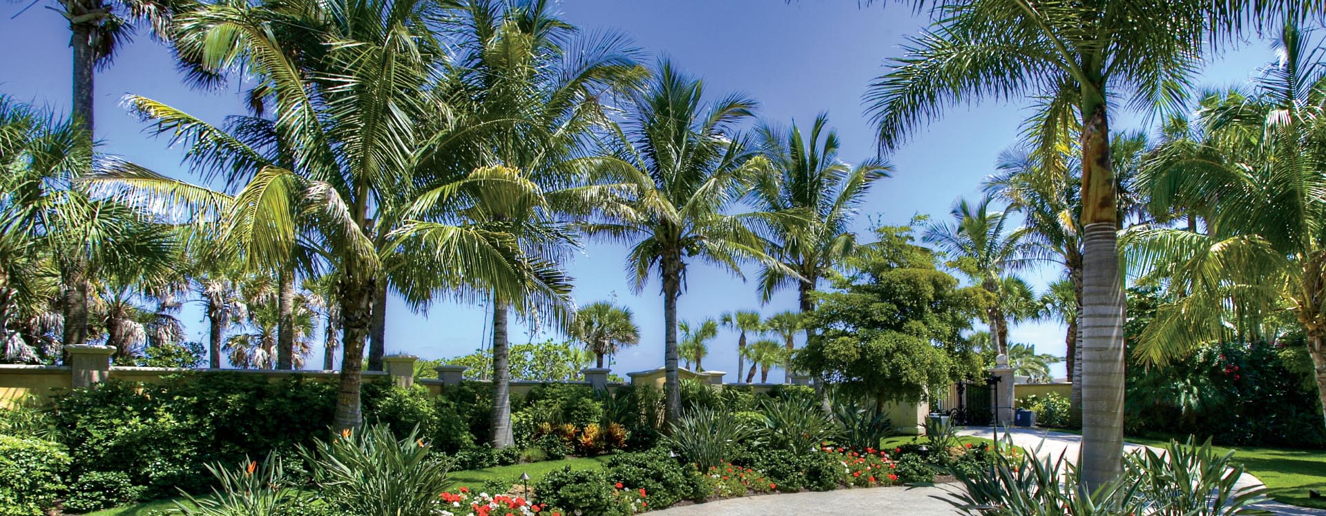 A captivating frontyard landscape featuring a stunning pathway, meticulously designed and adorned with an array of lush plants and vibrant flowers. Towering palm trees stand majestically, adding a touch of tropical beauty to the scene, creating a mesmerizing oasis in Sarasota, Osprey, and Bradenton, brought to life by the expert craftsmanship of GreenEdge.