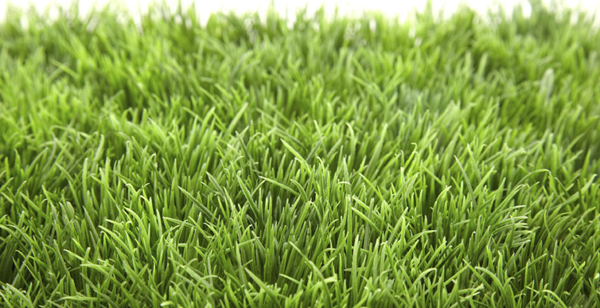 GreenEdge's grass experts offer valuable knowledge and insights for optimal lawn care in Sarasota, Osprey, and Bradenton. Trust our team for expert guidance and maintenance to achieve a healthy and vibrant lawn.