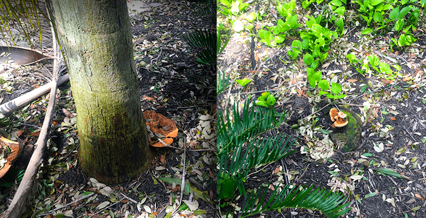 GreenEdge effectively addresses Ganoderma disease, a serious threat to trees in Sarasota, Osprey, and Bradenton. Our expert team employs proven strategies to identify, manage, and mitigate the impact of this destructive disease, ensuring the health and longevity of your trees. Trust us for reliable Ganoderma disease control and tree preservation.