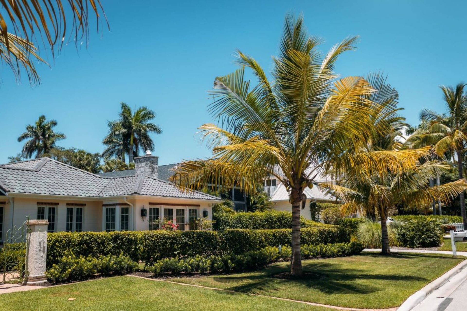 A palm tree in the yard of a house in Osprey, FL, showcasing the palm tree care services offered by GreenEdge.
