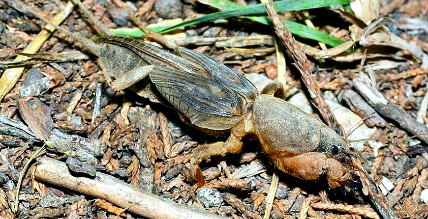 GreenEdge's effective mole cricket control services in Sarasota, Osprey, and Bradenton, targeting these destructive pests that can cause significant damage to lawns and gardens. Our expert team employs proven strategies to identify, monitor, and eliminate mole crickets, ensuring the health and beauty of your outdoor spaces.
