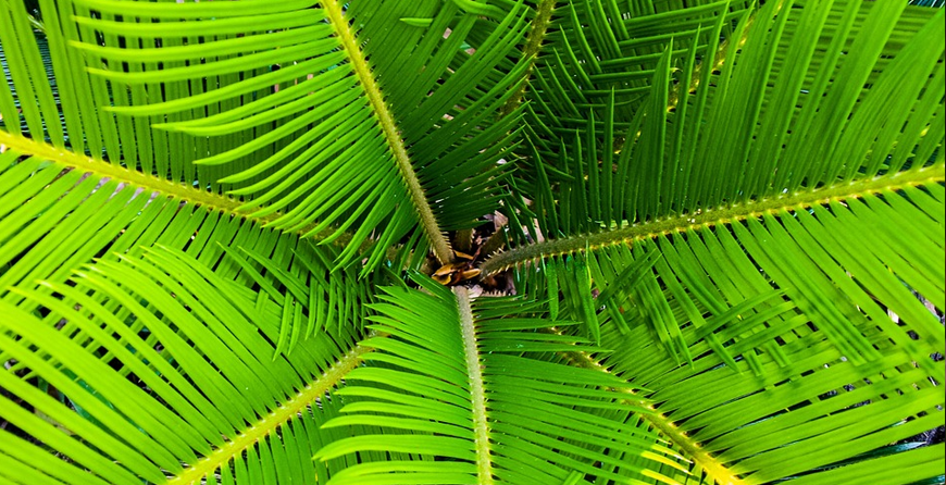 Trust GreenEdge for professional palm tree care in Sarasota, Osprey, and Bradenton. Our certified experts specialize in the health and maintenance of palm trees, offering services such as pruning, fertilization, pest control, and disease management. From regular maintenance to addressing specific palm tree issues, we provide comprehensive care to ensure the longevity and beauty of your palm trees. Rely on GreenEdge for expert palm tree care services.