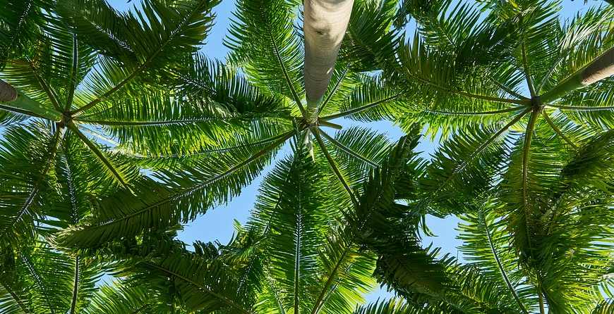 Trust GreenEdge for professional palm tree care in Sarasota, Osprey, and Bradenton. Our certified experts specialize in the health and maintenance of palm trees, offering services such as pruning, fertilization, pest control, and disease management. From regular maintenance to addressing specific palm tree issues, we provide comprehensive care to ensure the longevity and beauty of your palm trees. Rely on GreenEdge for expert palm tree care services.