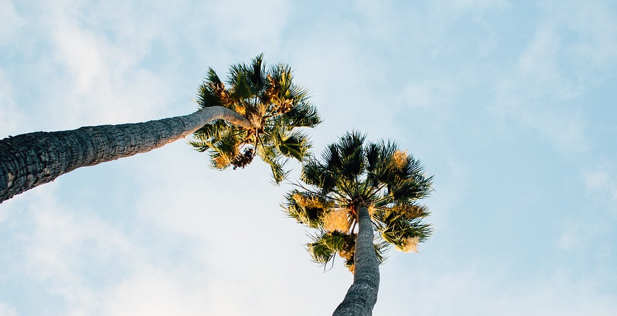 Achieve a healthy tree with GreenEdge's expert care in Sarasota. Our professional team provides comprehensive tree services, including pruning, fertilization, and disease management. Trust us to nurture and maintain the health and beauty of your trees, ensuring their longevity and vitality.