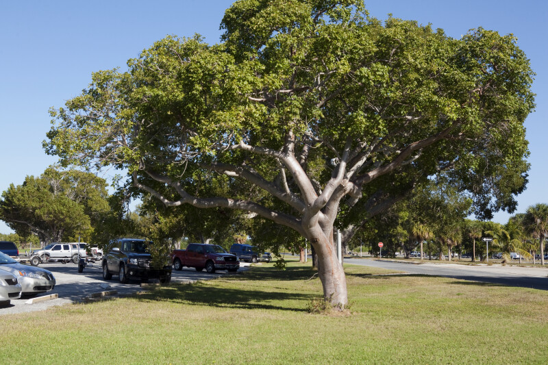 GreenEdge offers medium-sized Gumbo Limbo trees for landscaping in Sarasota, Osprey, and Bradenton. Gumbo Limbo trees, known for their attractive bark and shade-providing canopy, add beauty and functionality to your outdoor space. Trust GreenEdge for quality Gumbo Limbo trees that enhance your landscape with their unique characteristics.