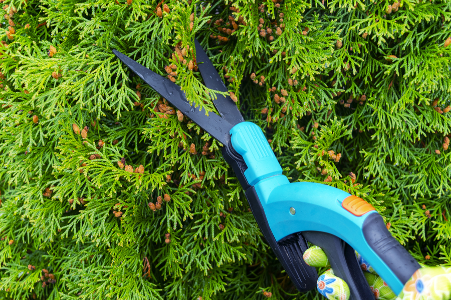 Seasonal pruning trees with pruning shears. Female gardener hand in protective gloves pruning tree leaves with pruning shears. Taking care of garden with garden scissors. Cutting tree branch