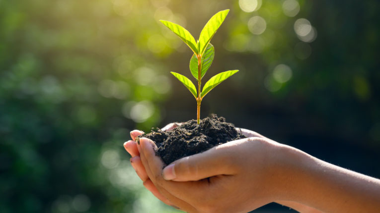 A thriving small plant displaying robust health in nutrient-rich soil. GreenEdge's expertise nurtures the growth of plants in Sarasota, Osprey, and Bradenton, ensuring they receive the optimal conditions for vitality and beauty. Trust us to cultivate healthy plants and create vibrant landscapes.