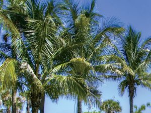 palm tree care