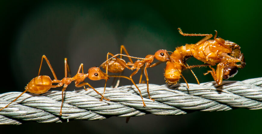 Red ants walking and carry bug body with deep green background.