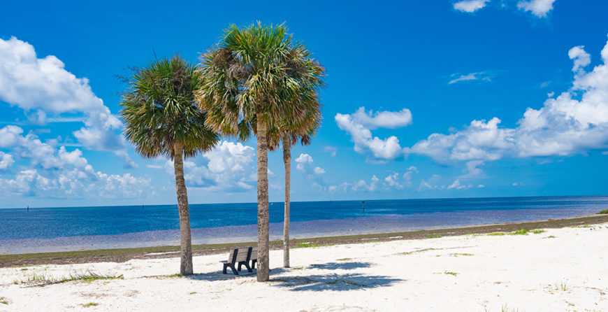 A trio of sabal palms on the Gulf of Mexico with a park bench in the shade.