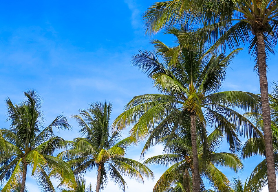 Gorgeous palms meticulously maintained by GreenEdge in Sarasota, Osprey, and Bradenton. These iconic trees add a touch of tropical elegance to landscapes, elevating the beauty and creating a serene ambiance.