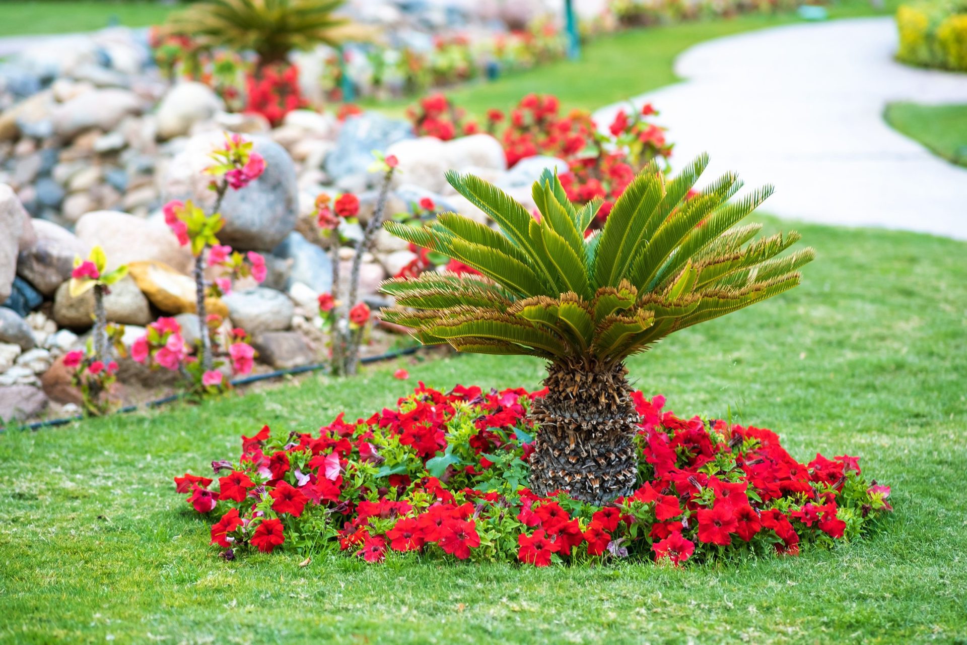Stunning frontyard landscape in Sarasota featuring a small palm tree adorned with vibrant red flowers