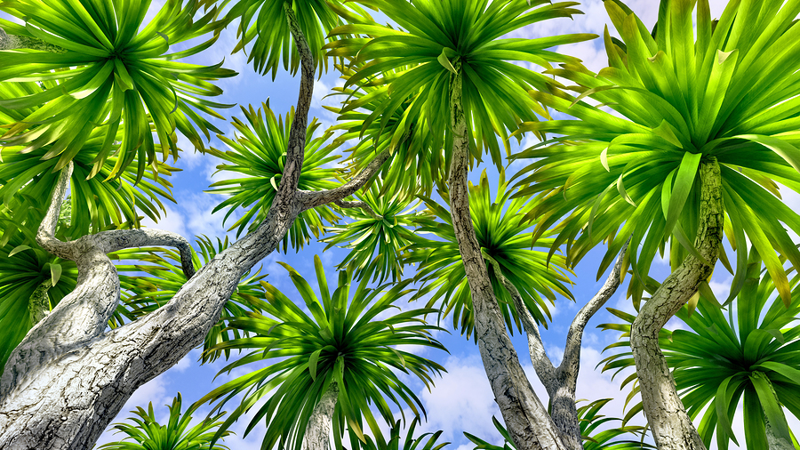 Lush canopy of the Cabbage palm tree (Sabal Palmetto) in Sarasota, Osprey, and Bradenton, offering shade and natural beauty.