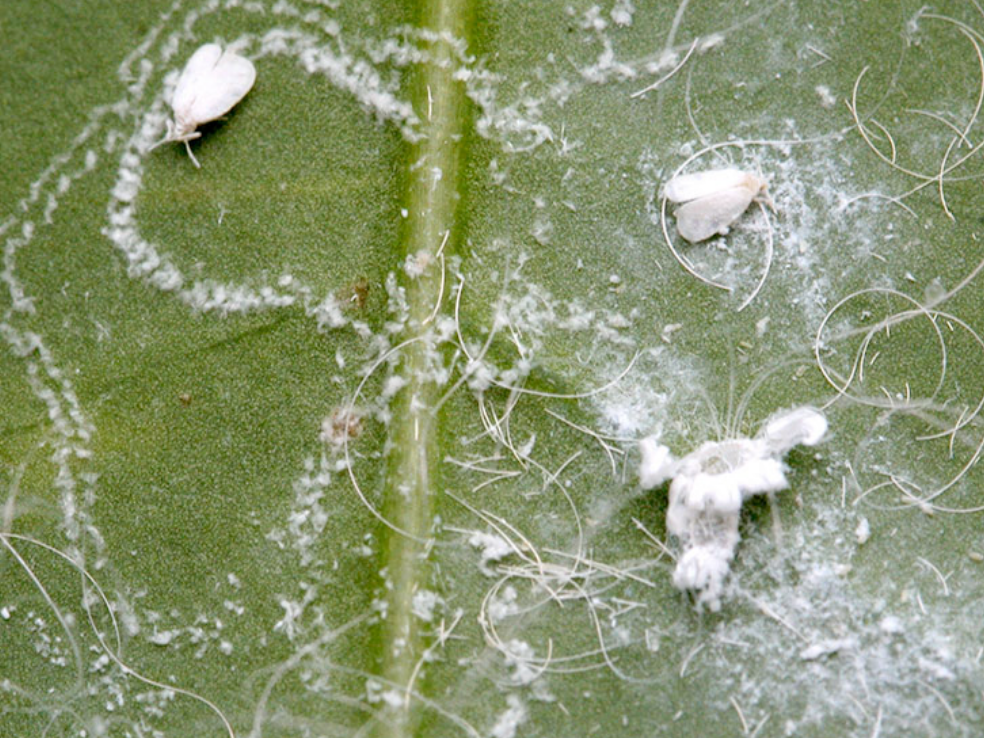 Effective whitefly control services provided by GreenEdge, protecting the health and beauty of plants and trees in Sarasota, Osprey, and Bradenton from the damaging infestations of whiteflies, ensuring a thriving and pest-free environment.