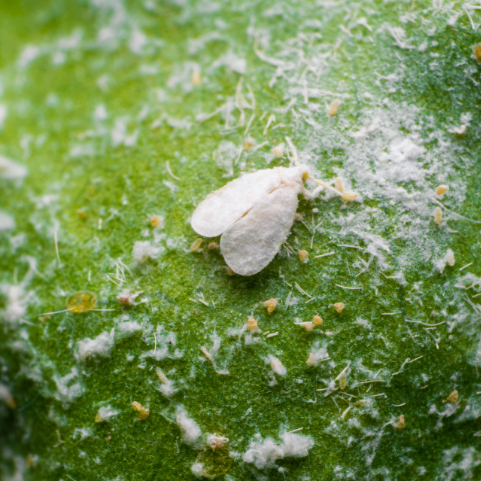 Effective whitefly control services provided by GreenEdge, protecting the health and beauty of plants and trees in Sarasota, Osprey, and Bradenton from the damaging infestations of whiteflies, ensuring a thriving and pest-free environment.
