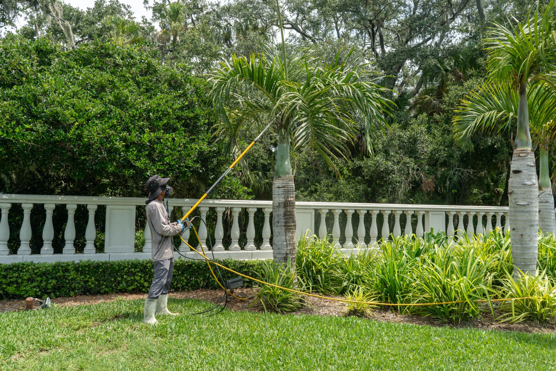 A GreenEdge staff member carefully spraying a tree for optimal health in Sarasota. Our skilled team administers targeted treatments to combat pests or diseases, promoting the well-being and longevity of your trees. Trust GreenEdge for professional tree health care and effective spraying solutions.