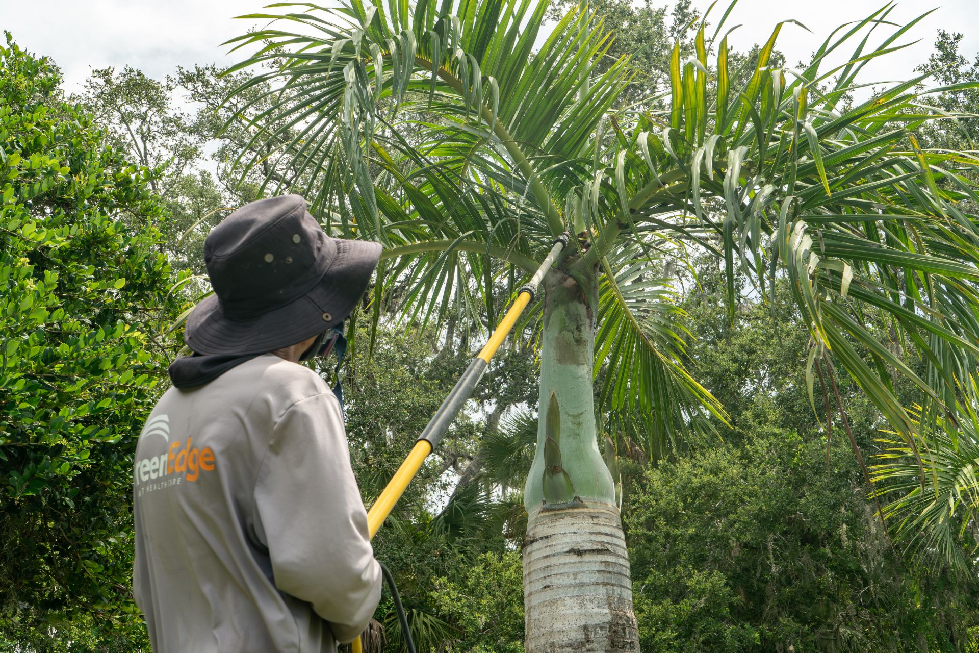 A GreenEdge staff member attentively assessing the health of a tree in Sarasota. Our knowledgeable team conducts thorough evaluations to diagnose tree conditions and implement appropriate care strategies. Trust GreenEdge for expert tree health assessments and comprehensive solutions to ensure the vitality and well-being of your trees.